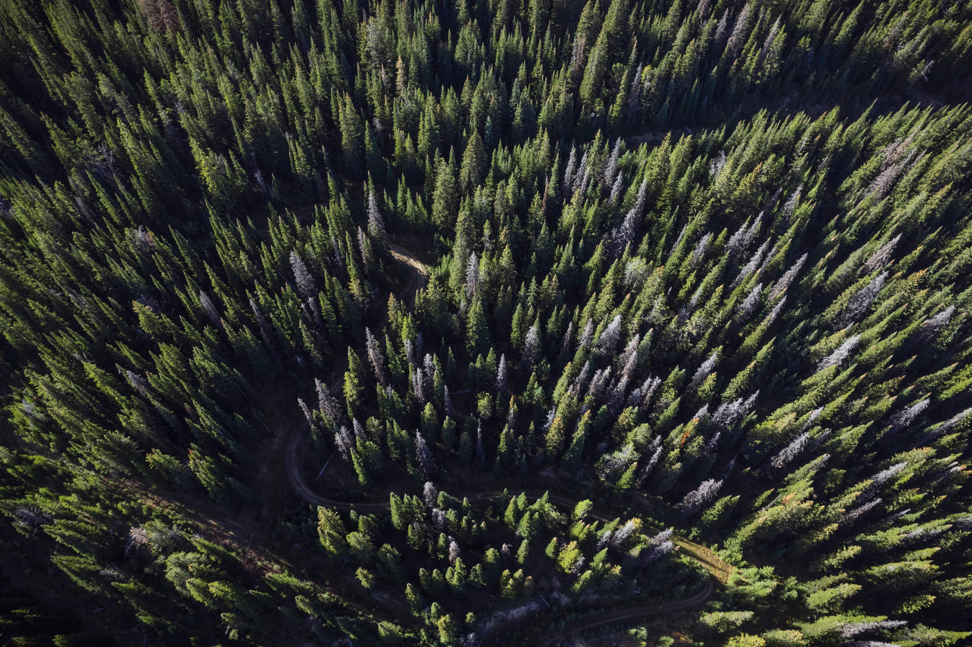 Aerial view of a dense forest with green trees