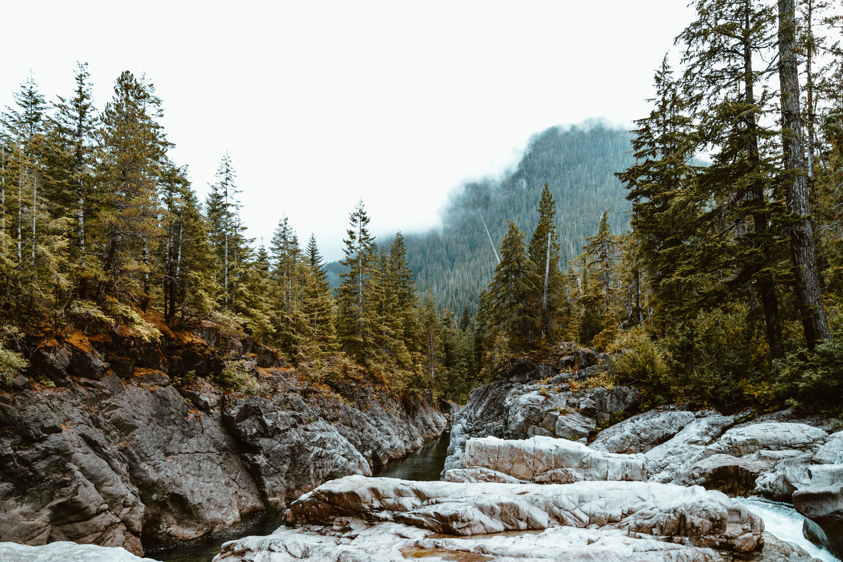 Photo of a river running through a forest with a mountain in the background. 