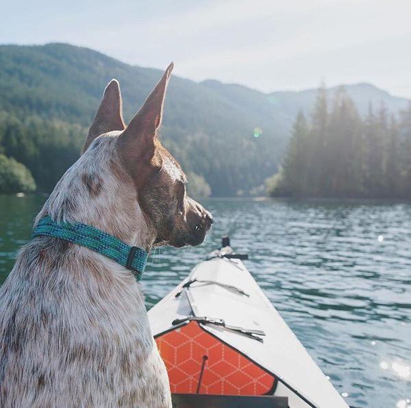 Wilderdog Rope Collar - Vancouver, BC Canada