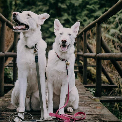 Wilderdog Waterproof Leash - Overland Outfitters, CANADA